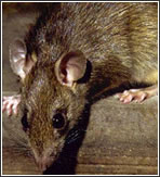 Ratas i ratones